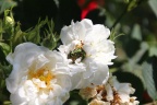 Goldkäfer auf weißer Rose