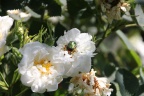 Goldkäfer auf weißer Rose