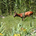 Rehbock