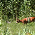 Rehbock