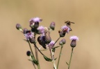 IMG 7956