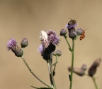 IMG 7941