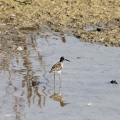 Brachwasserläufer