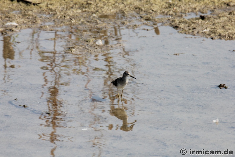 Brachwasserläufer