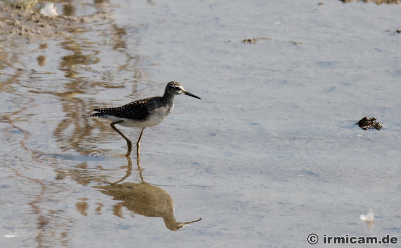 Brachwasserläufer