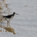 Brachwasserläufer
