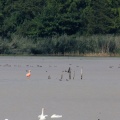 Flamingos