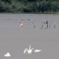 Flamingos