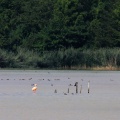 Flamingos