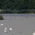 Flamingos
