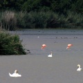 Flamingos