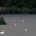 Flamingos