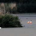 Flamingos