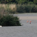 Flamingos