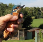 er hatte sich in die  Vogelvoliere  verflogen