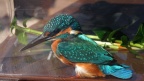er hatte sich in die  Vogelvoliere  verflogen