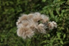 Distel