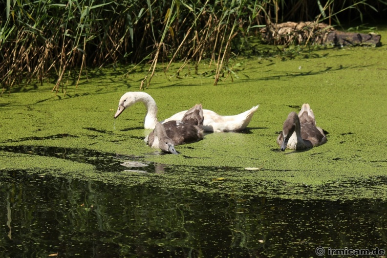 Schwanenfamilie