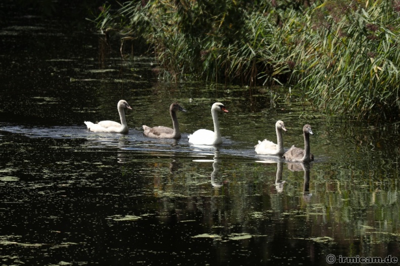 Schwanenfamilie