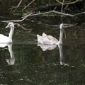 Schwanenfamilie