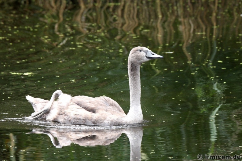 Schwanenfamilie