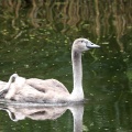 Schwanenfamilie