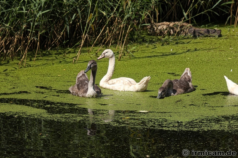 Schwanenfamilie