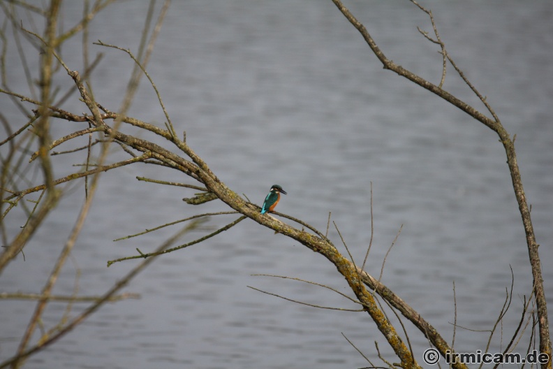 Eisvogel