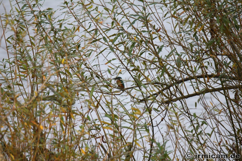 Eisvogel