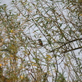 Eisvogel