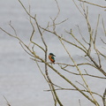 Eisvogel