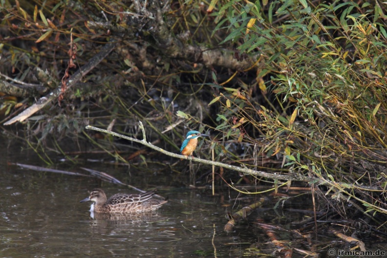 Eisvogel