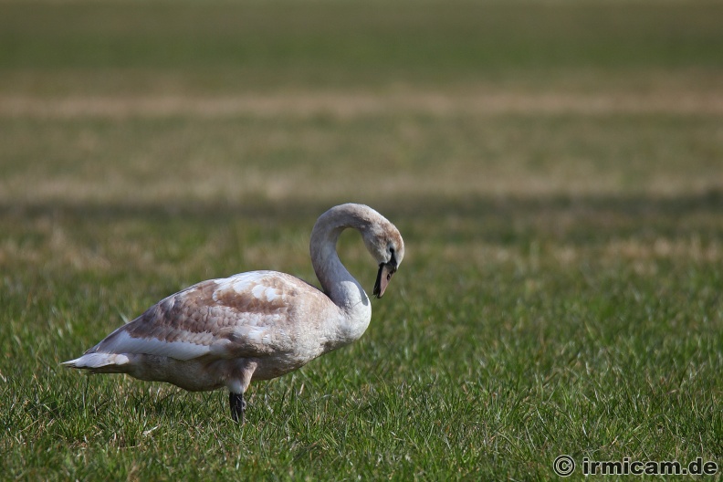 junger Schwan