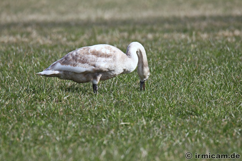 junger Schwan