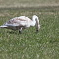 junger Schwan