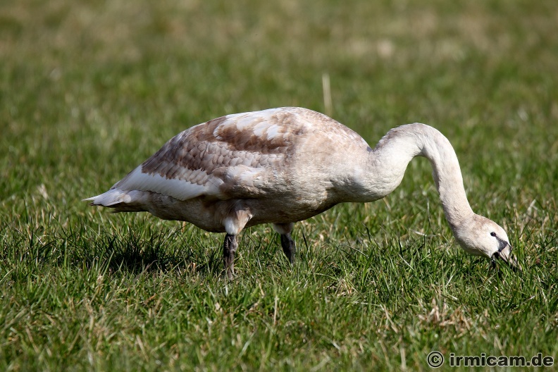 junger Schwan