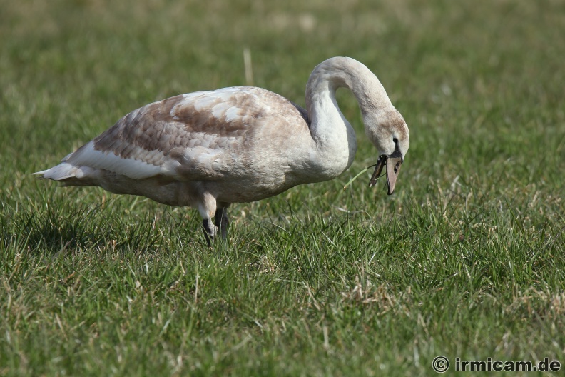 junger Schwan