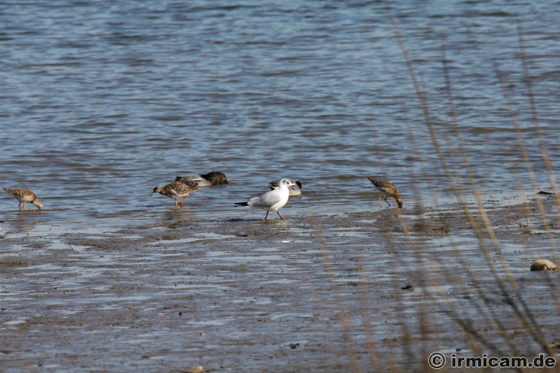 Kampfläufer , w ,