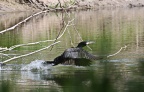 Kormoran