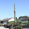 Bäume fällen- extrem