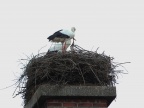 eine kleine Storchenfamilie