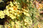 der Herbst von seiner schönen Seite