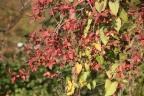 der Herbst von seiner schönen Seite