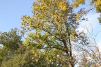der Herbst von seiner schönen Seite