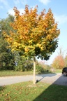 der Herbst von seiner schönen Seite