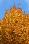der Herbst von seiner schönen Seite