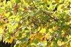 der Herbst von seiner schönen Seite