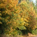 der Herbst von seiner schönen Seite