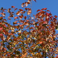der Herbst von seiner schönen Seite