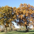 bunter Herbst